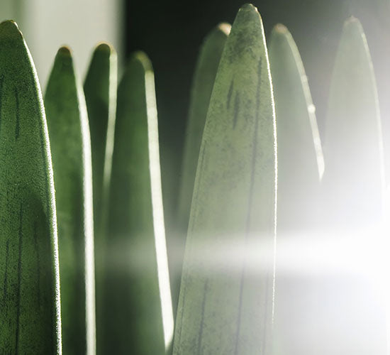 Nærbillede af Sansevieria Straight i direkte sollys