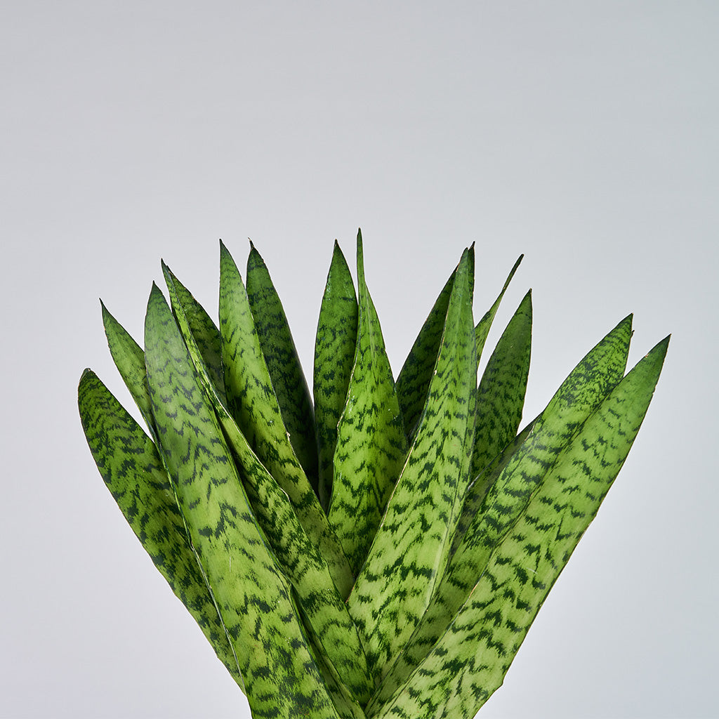 Sansevieria Zeylanica - Bajonetplante