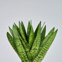 Et nærbillede af Sansevieria Zeylanica - Bajonetplante