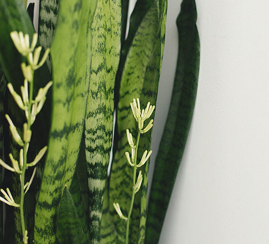 Nærbillede af Sansevieria Zeylanicas mønstrede blade og blomsterstængel.