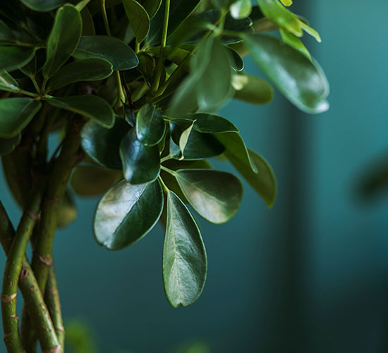 Nærbillede af Schefflera braid plantens grønne blade og flettet stamme