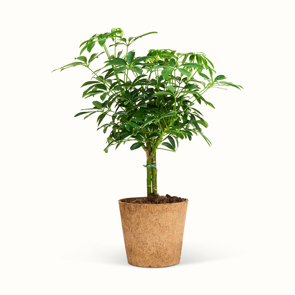 Schefflera Luseana Stem