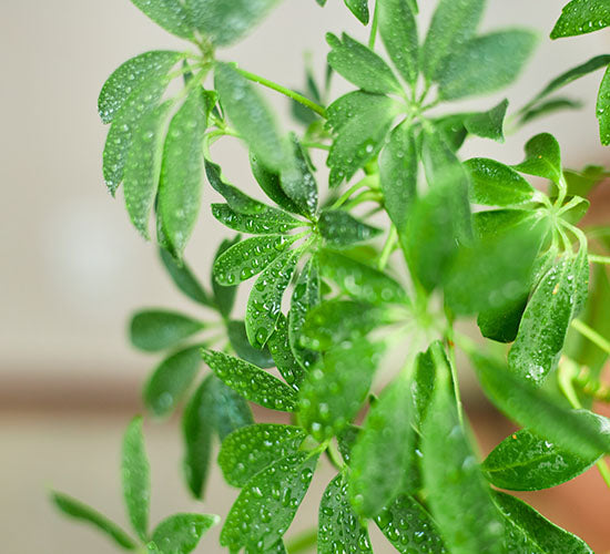 Nærbillede af Schefflera Luseana plantens blade der udfoldes som en paraply