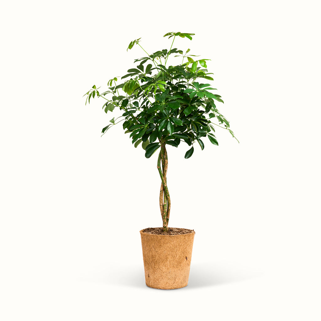 Schefflera Nora Braid