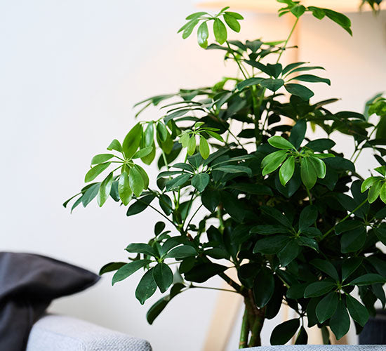 Nærbillede af Schefflera braid plantens grønne blade og flettet stamme i en lys stue