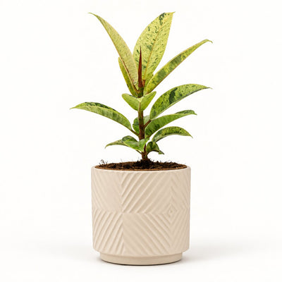Ficus Elastica Shivereana i potteskjuler, Ø11 cm.