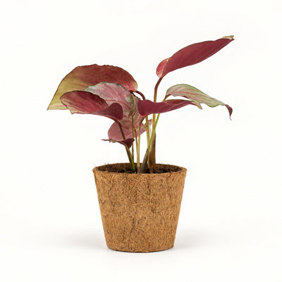 Calathea Silver Plate i kokospotte, Ø11 cm.
