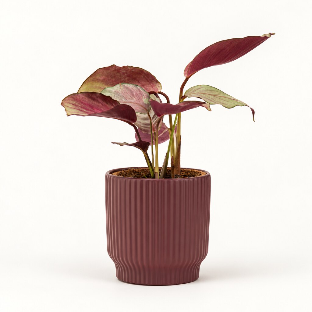 Calathea Silver Plate i potteskjuler, Ø11 cm.