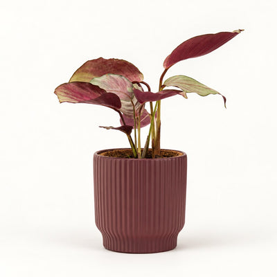 Calathea Silver Plate i potteskjuler, Ø11 cm.
