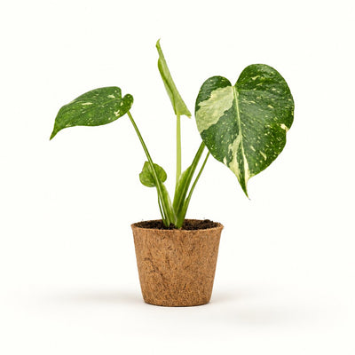 Monstera Deliciosa Thai Constellation i kokospotte, Ø11 cm.
