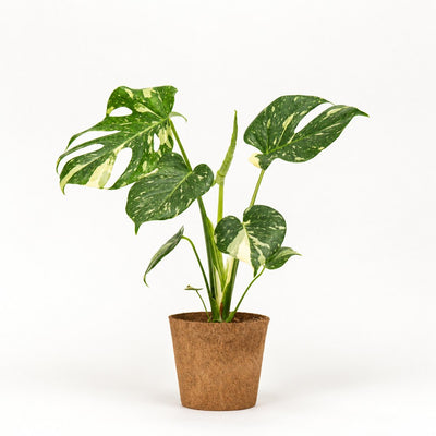 Monstera Thai Constellation Ø17 i kokospotte