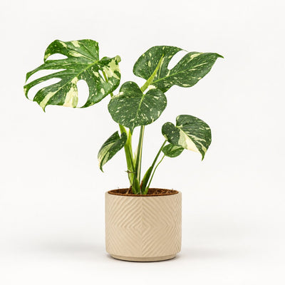 Monstera Thai Constellation Ø17 i lys potteskjuler