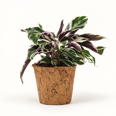 Calathea White Miracle i kokospotte, Ø11 cm.