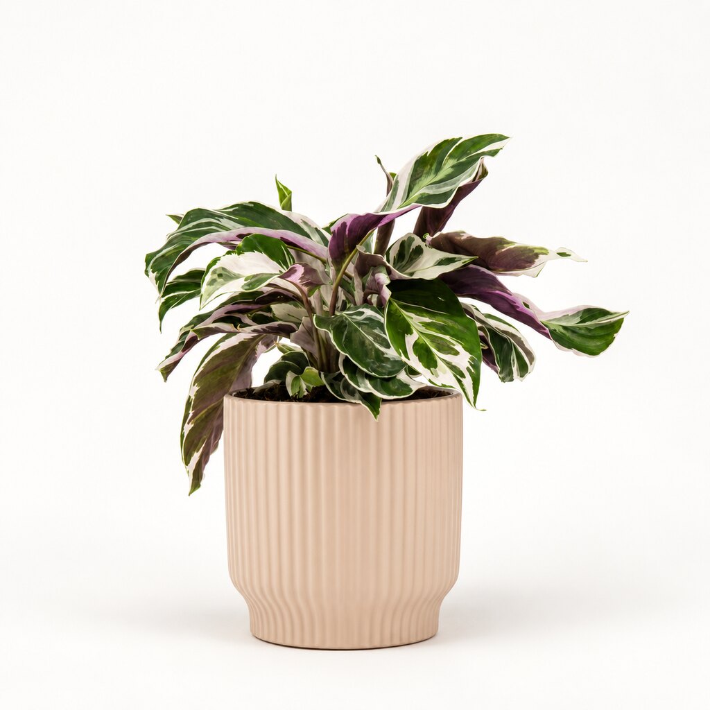 Calathea White Miracle i potteskjuler, Ø11 cm.