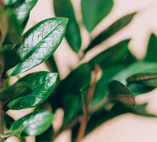 Nærbillede af zamioculcas zenzi plantens blade på en lyserød baggrund