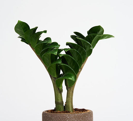 Nærbillede af zamioculcas zenzi plantens blade og en brun potteskjuler