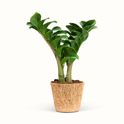 Zamioculcas Zenzi i kokospotte med tykke, oprette stilke og tætsiddende, blanke, mørkegrønne blade.