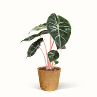 En Alocasia Pink Dragon - Elefantøre i en kokospotte med hvid baggrund.