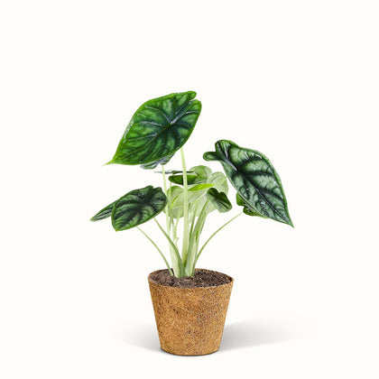 En Alocasia Dragon Scale - Elefantøre med grønne blade på hvid baggrund.