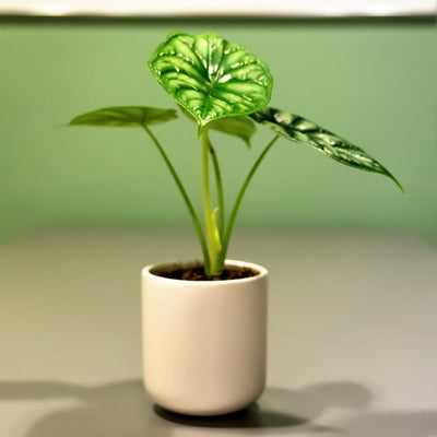 En Alocasia Dragon Scale - Elefantøre plante i en hvid potte på et bord.