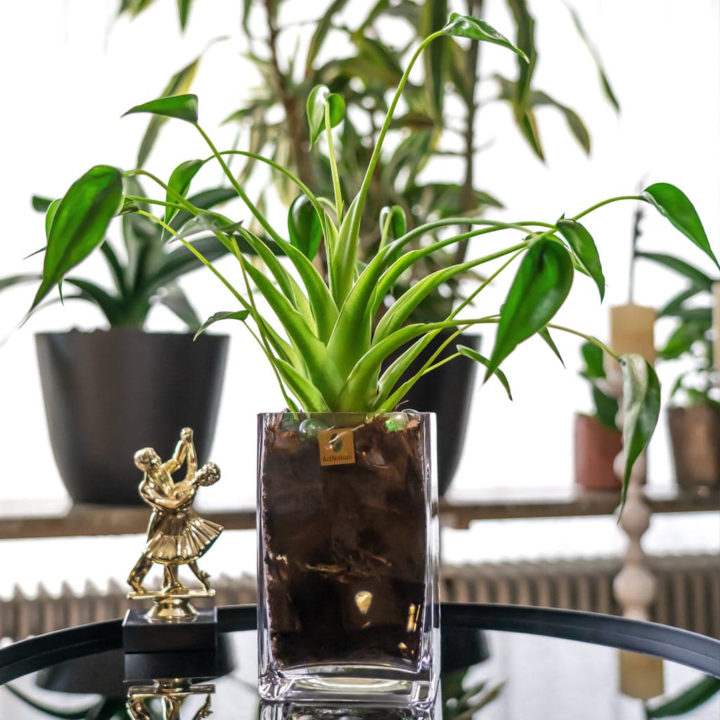 Et bord med et Alocasia Tiny Dancer I glas - Sæt plante ovenpå.