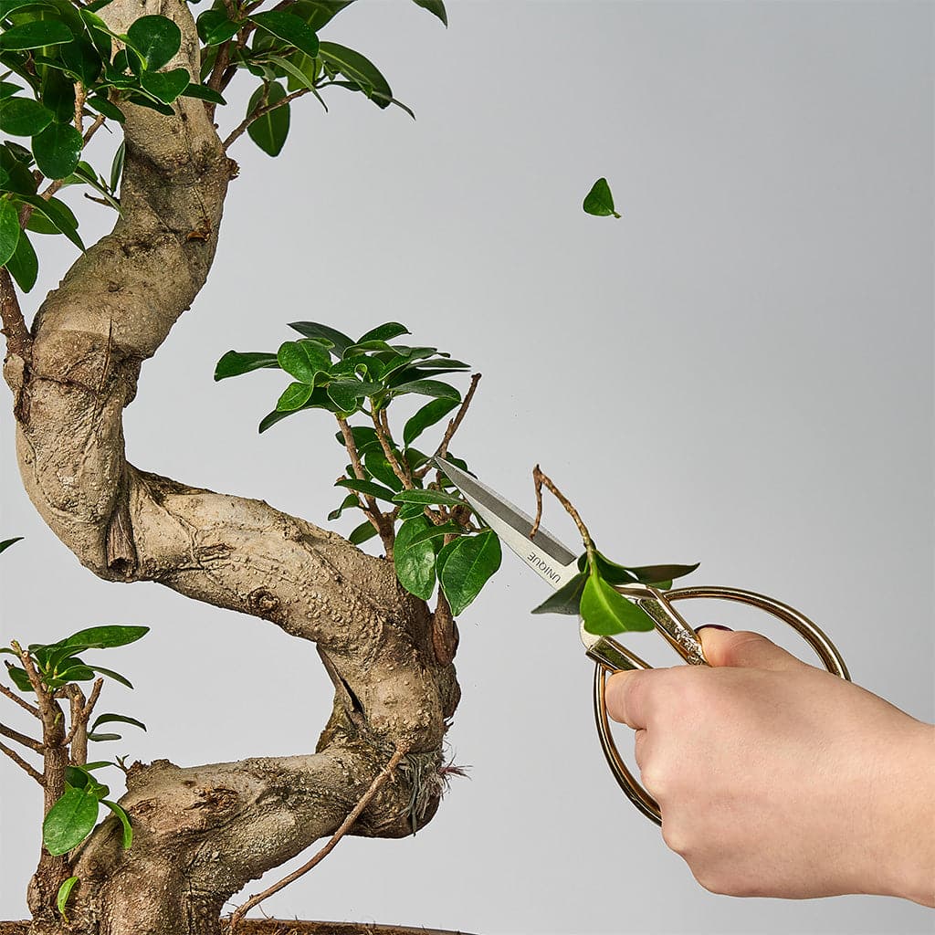 En person, der klipper en Ginseng Ficus Microcarpa med en saks.