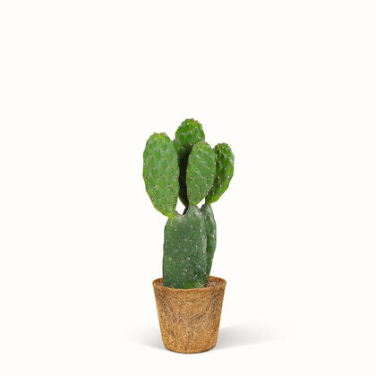 En lille Kaktus Opuntia Rubescens i en kokospotte.