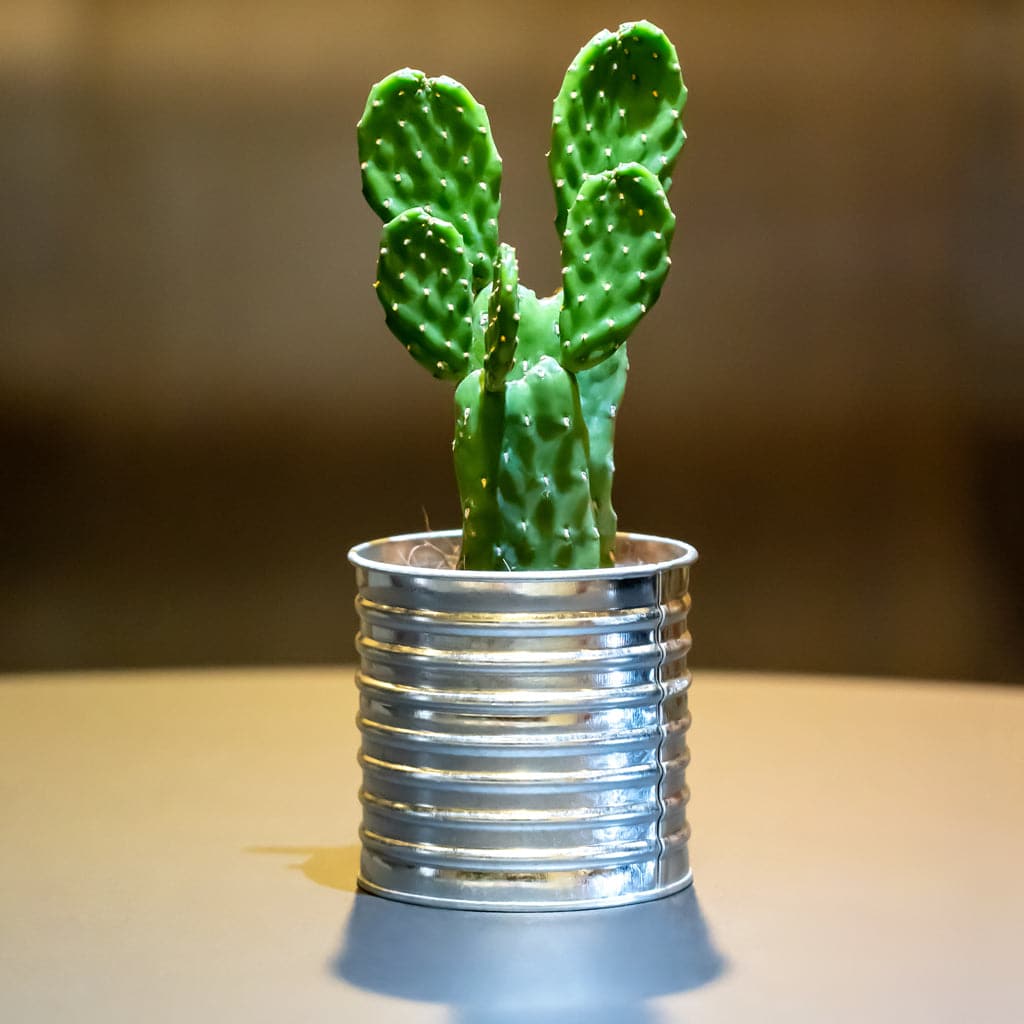 En lille Kaktus Opuntia Rubescens i en metal potteskjuler på et bord.