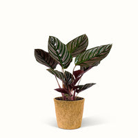 En Calathea Sanderiana – Påfugle planten i kokospotte med grønne blade på hvid baggrund.