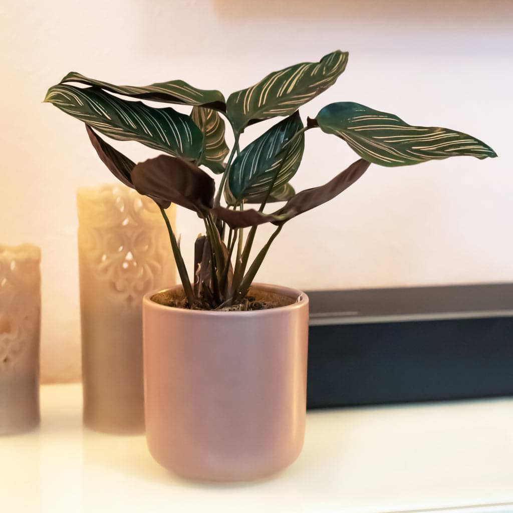 Calathea Sanderiana – Påfugle planten