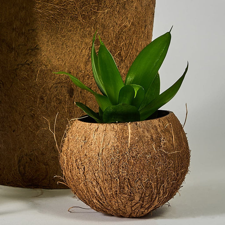 Nærbillede af en plante inde i en kokosnød (Potteskjuler).