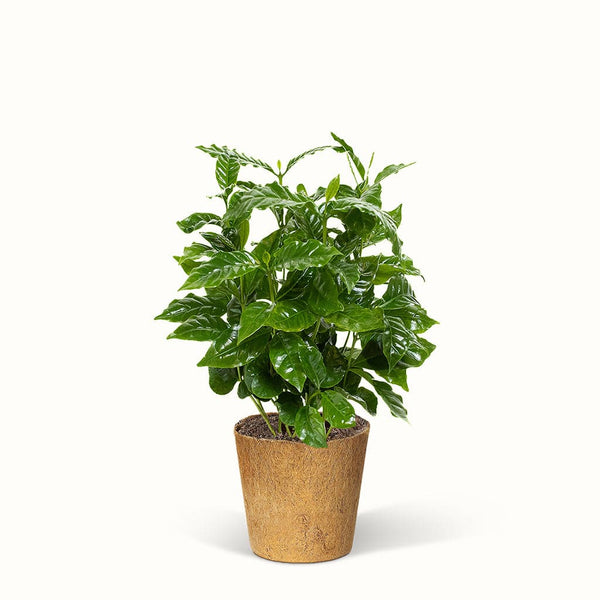 En Coffea Arabica - Kaffetræ / Kaffeplanten med grønne blade på hvid baggrund.