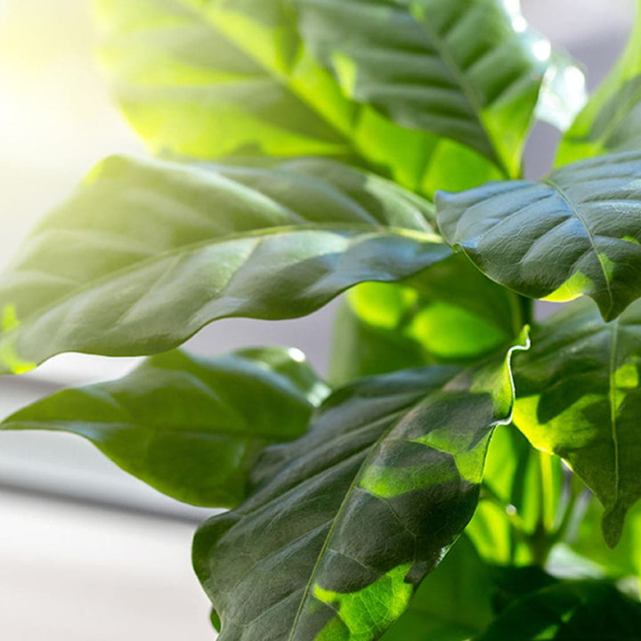 Et nærbillede af Coffea Arabica - Kaffetræ / Kaffeplanten med grønne blade.