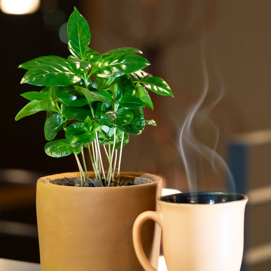 En Coffea Arabica - Kaffetræ / Kaffeplanten siddende oven på et bord ved siden af en kop kaffe.