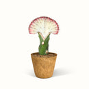 En Euphorbia Lactea – Koralkaktus i en kokospotte med hvid baggrund.