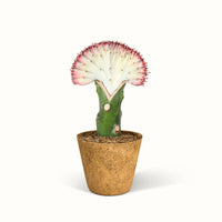 En Euphorbia Lactea – Koralkaktus i en kokospotte med hvid baggrund.