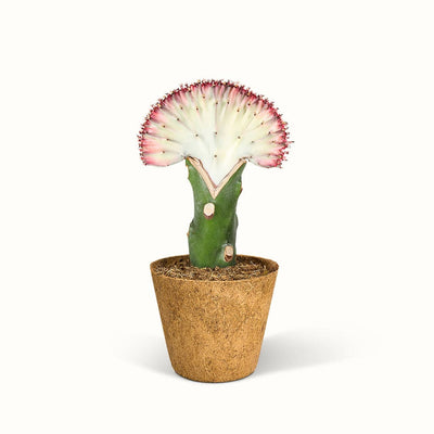 En Euphorbia Lactea – Koralkaktus i en kokospotte med hvid baggrund.
