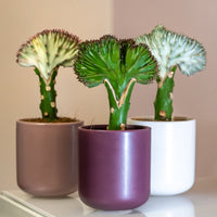 Tre Euphorbia Lactea – Koralkaktus planter der står på en hylde.