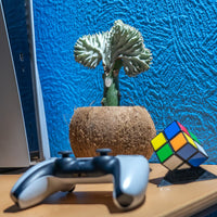 En Euphorbia Lactea – Koralkaktus i en kokos potteskjuler ved siden af en videospilscontroller.