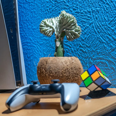 En Euphorbia Lactea – Koralkaktus i en kokos potteskjuler ved siden af en videospilscontroller.