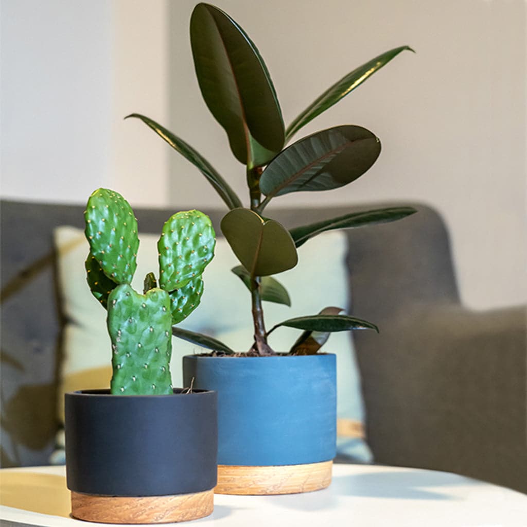 Ficus Elastica Abidjan - Gummiplante