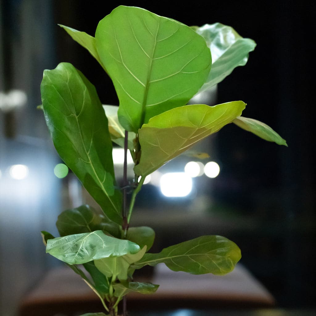 Nærbillede af en Ficus Lyrata - Violinfigen i en vase.