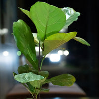 Nærbillede af en Ficus Lyrata - Violinfigen i en vase.