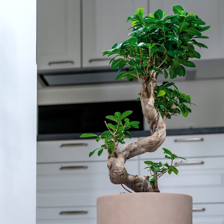 En Ginseng Ficus Microcarpa i en grå keramik potteskjuler i et køkken.