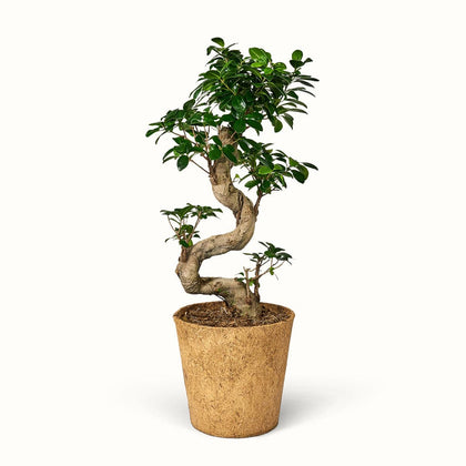 fungere Udløbet Rummelig Sådan passer du din Ginseng Ficus Microcarpa | Ekslusive tips ✓