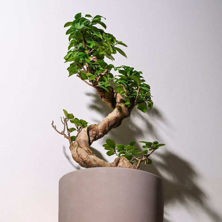 En Ginseng Ficus Microcarpa i en grå keramik potteskjuker tæt på en væg