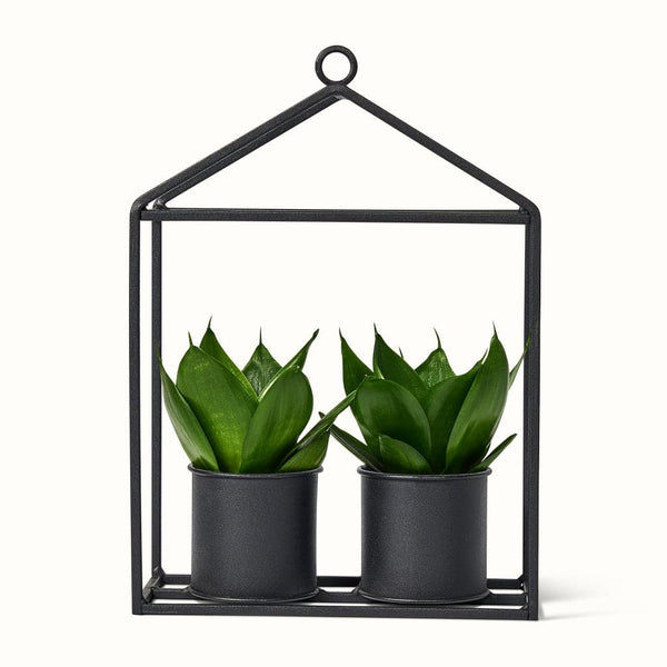 Et sort drivhus hængende potteskjuler ophæng med 2 sansevieria jade planter i
