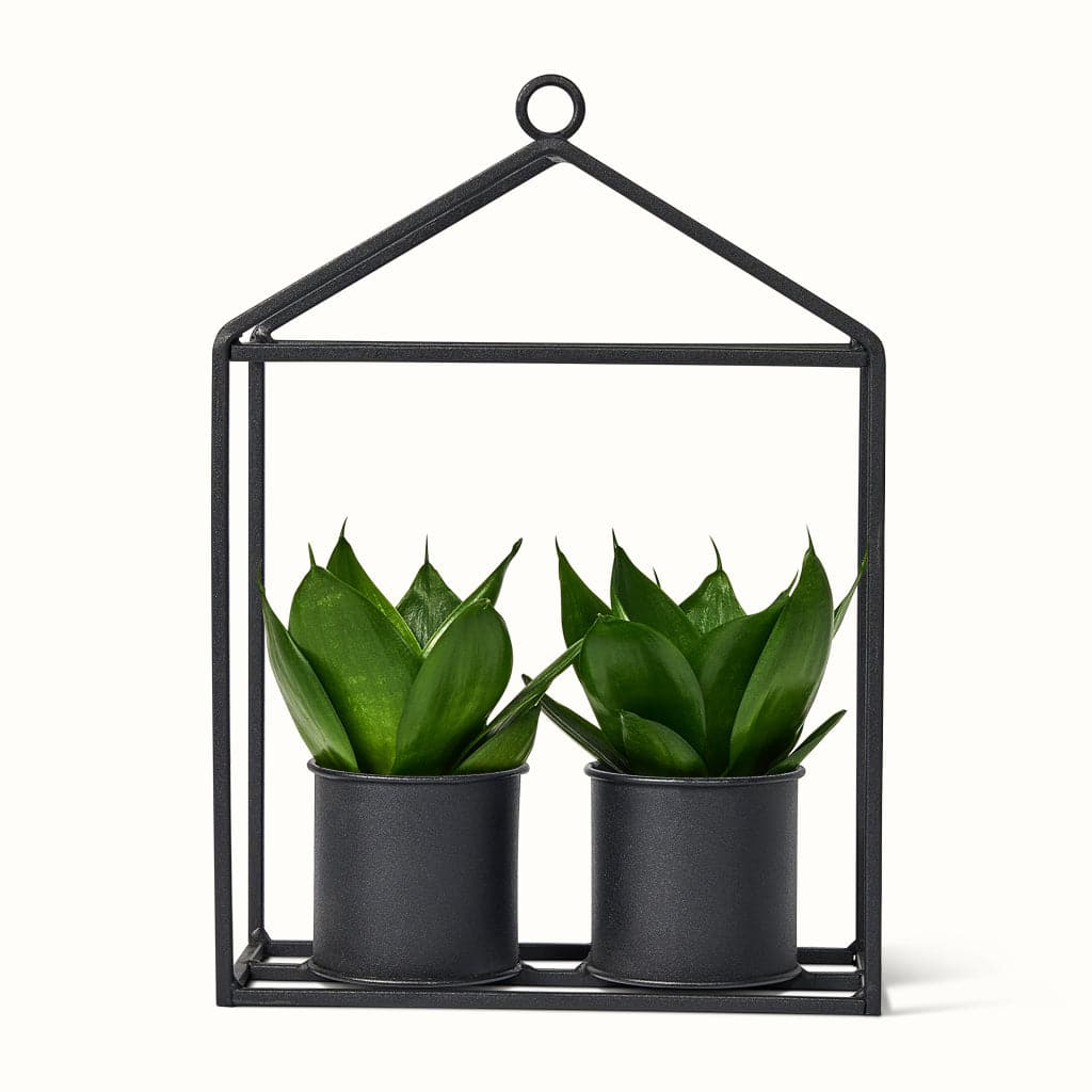 Lille (H:12 cm - Ø:6 cm) / Sort / 1 greenhouse doubIe sort - 2x black jade