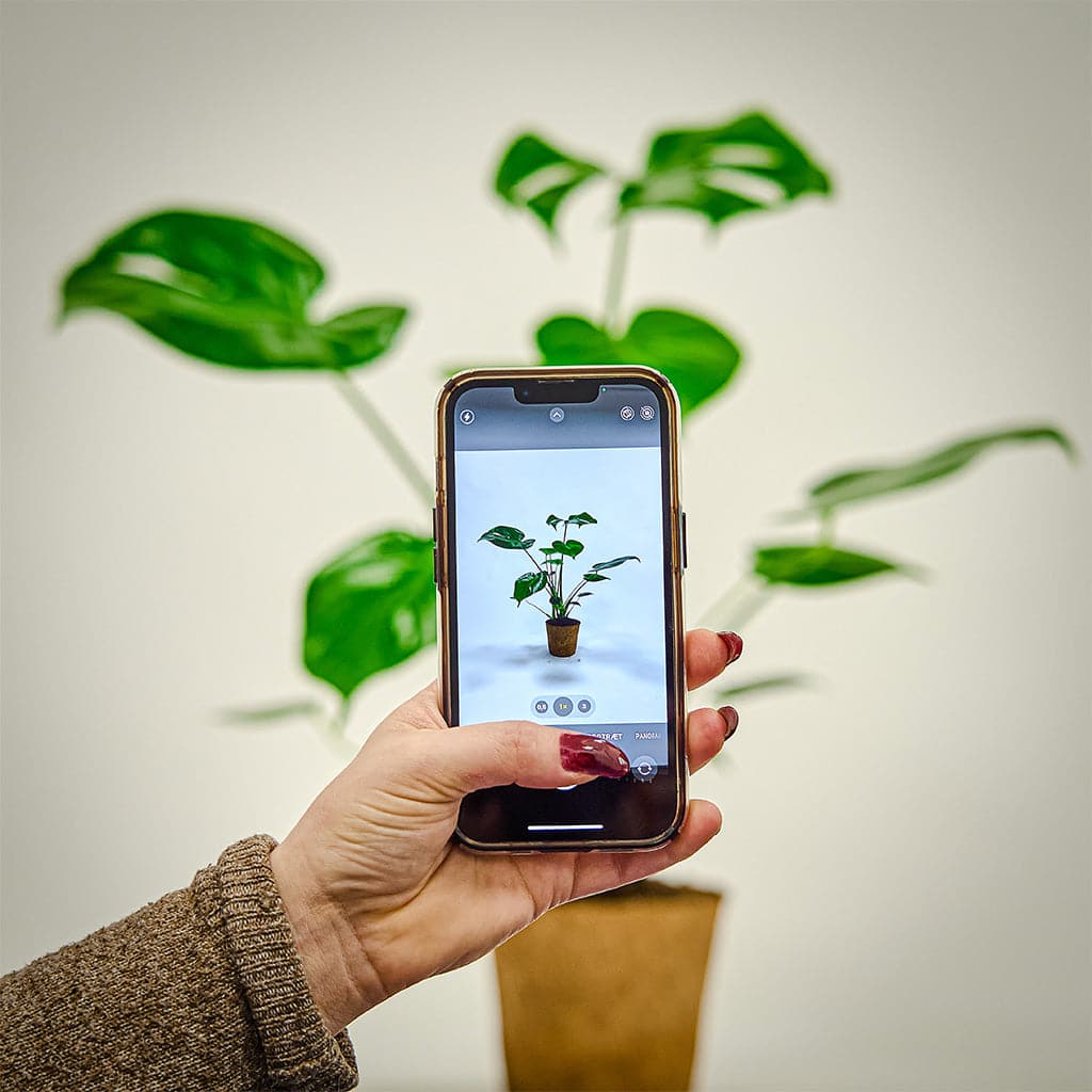 En person, der tager et billede af en Monstera Deliciosa – Blogger planten.