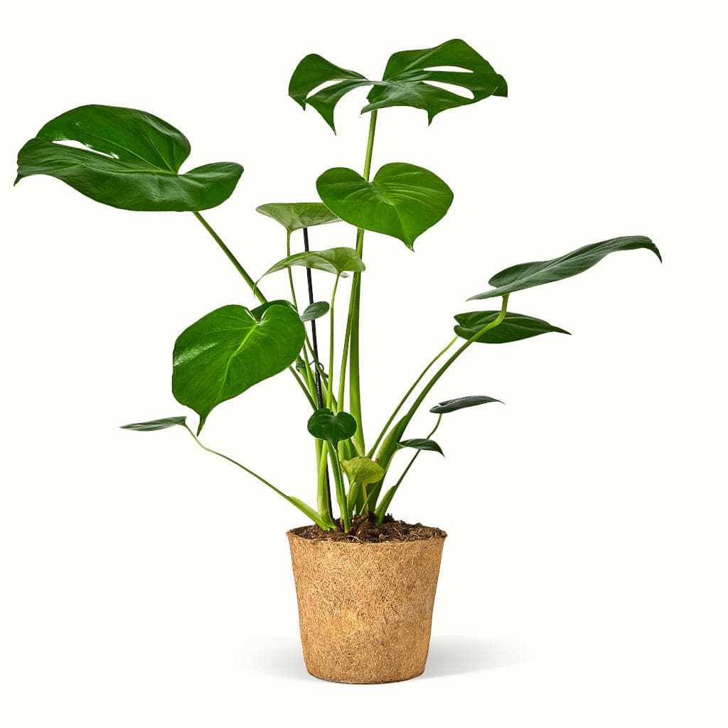 Monstera Deliciosa – Blogger planten